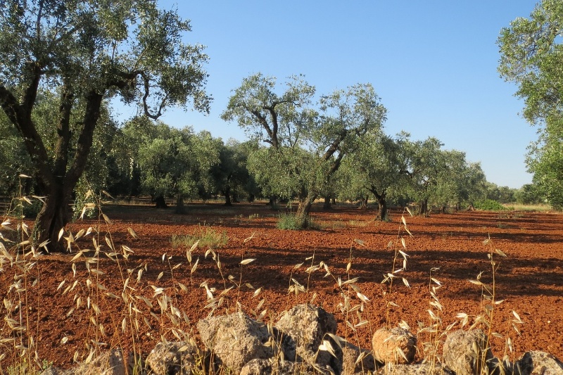 La Grecìa Salentina: il cuore del Salento